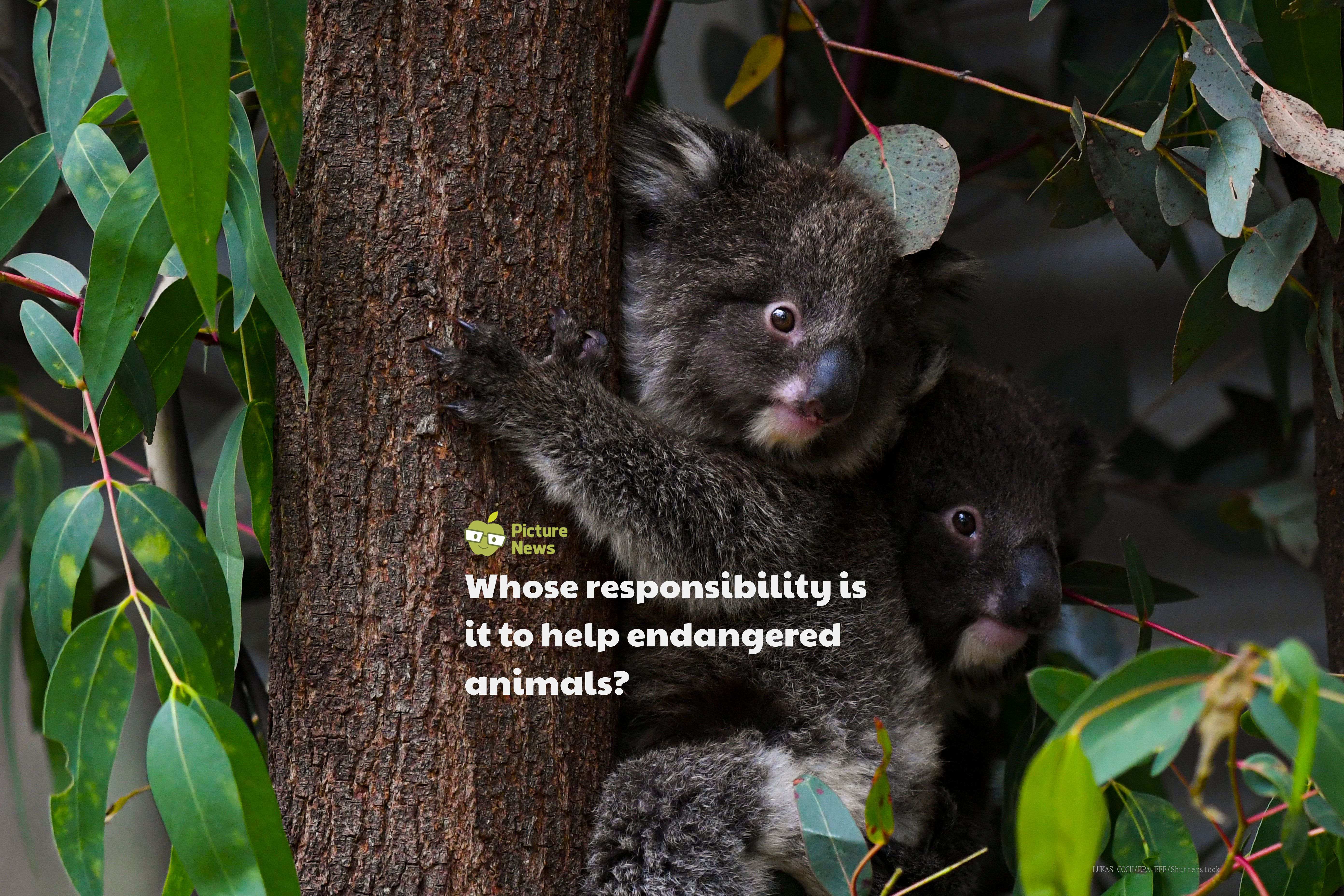 Whose responsibility is it to help endangered animals? | Discussion Board |  Picture News